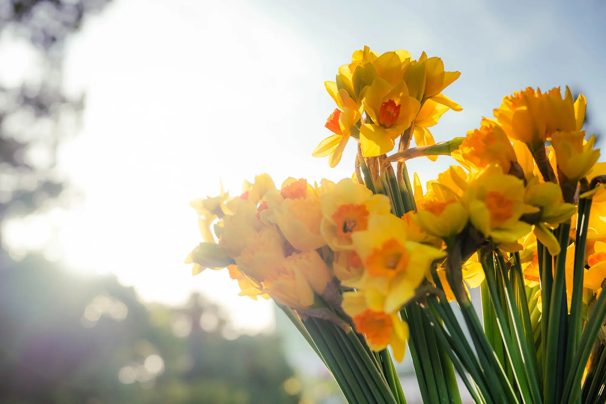 Cancer Council Queensland Daffodil Sunset