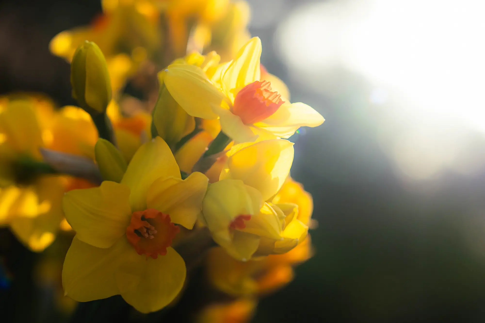 Daffodil Sunset Hero Shots-01463